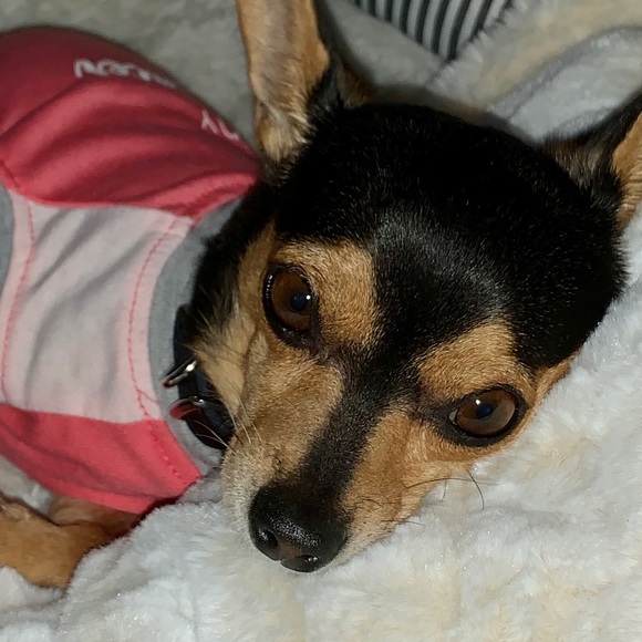 Paws of Love - Picture 6 of 7